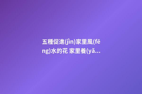 五種促進(jìn)家里風(fēng)水的花 家里養(yǎng)什么花風(fēng)水好